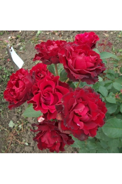 Троянда чайно-гібридна ‘Омаж а Барбара’ у повному цвітінні